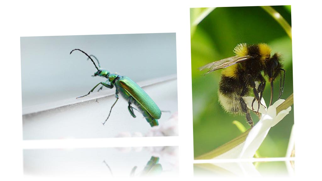 photos insectes par dessign